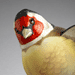 Goldfinch